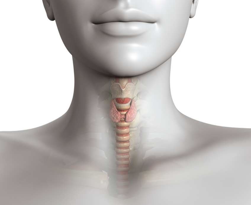 location-of-thyroid-nodules-OC-ENT-Clinic